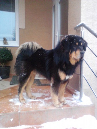 RADŽA Henriet´s garden, (ARISSA x VIJAY)